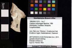 Foto (Objket + Etiketten) von Cracensigillatus acutirostris (Moericke, 1889) 